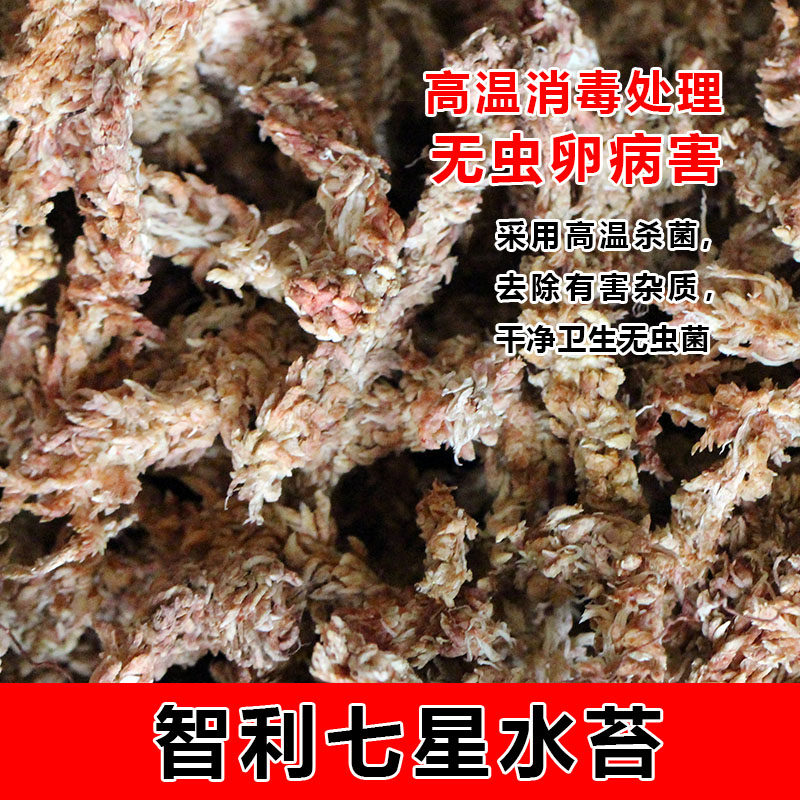 进口七星智利水苔毛毛虫干苔藓水草兰花蝴蝶兰多肉食虫石斛微景观