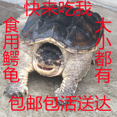 北美杂佛宠物食用活体小鳄龟