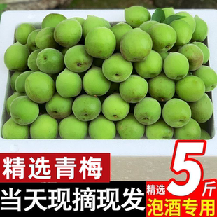 2026福建青梅鲜果现摘泡酒酵素野生酸梅子胭脂梅泡酒专用云南青梅