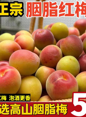 现摘云南胭脂梅5斤泡酒酵素专用酸梅子新鲜高山野生胭脂红梅