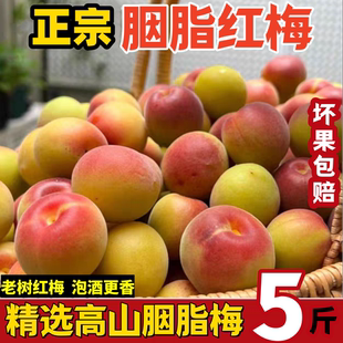 现摘云南胭脂梅5斤泡酒酵素专用酸梅子新鲜高山野生胭脂红梅