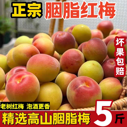 现摘云南胭脂梅5斤泡酒酵素专用酸梅子新鲜高山野生胭脂红梅