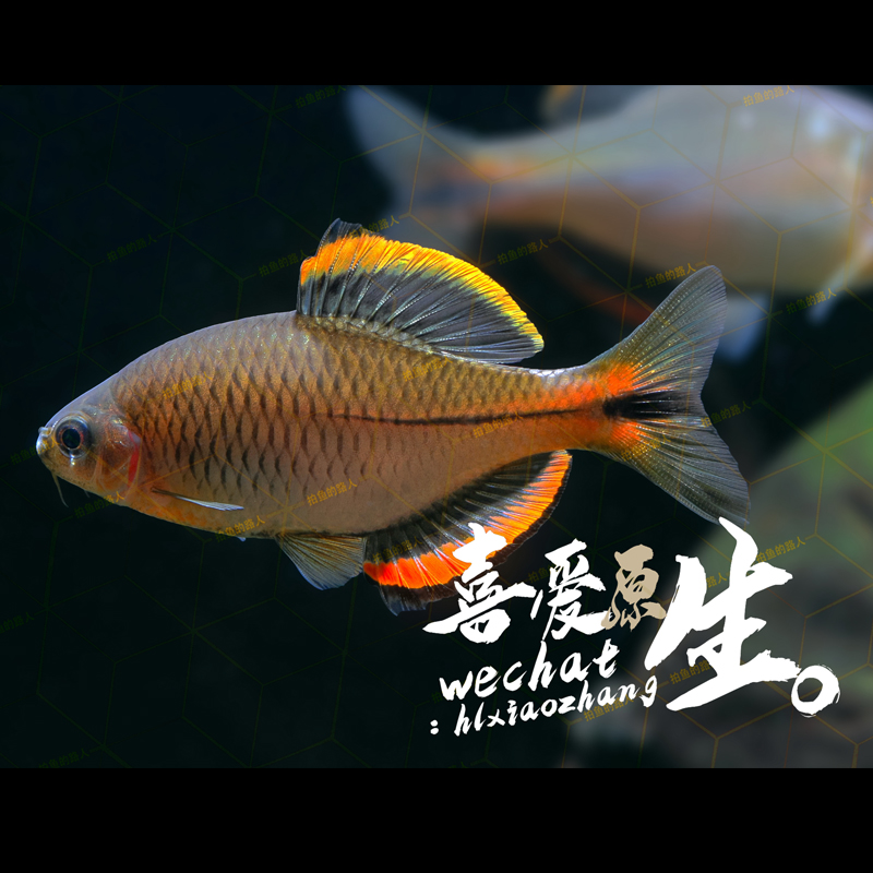 漳州齐氏鱊好养不加温观赏鳑鲏鱼