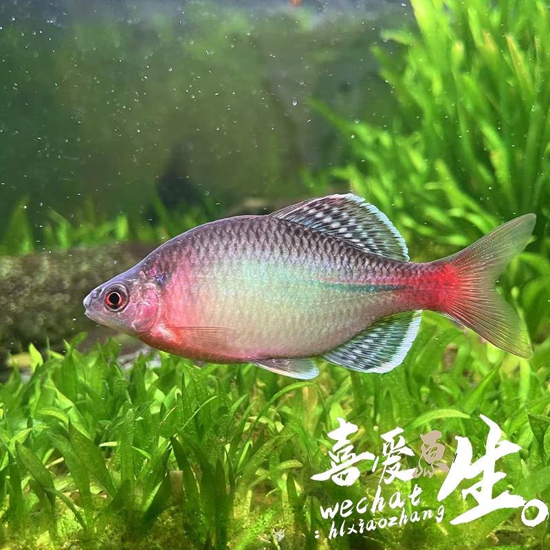 新安江青鳞不加温淡水鱼