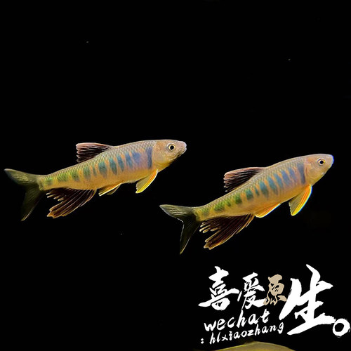 公鱼溪流鱼淡水群游观赏鱼不加温