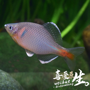 景德镇白边鳑鲏冷水观赏鱼小型淡水鱼好养不加温旁皮溪流鱼旁皮鱼