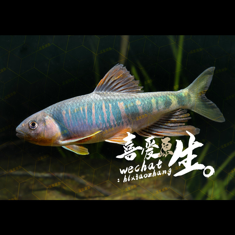 长鳍鱲冷水观赏鱼群游小型淡水鱼好养不加温桃花鱼溪流鱼活体溪哥