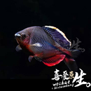 福州齐氏鱊冷水原生观赏鱼福齐淡水鱼好养不加温旁皮溪流鳑鲏鱼