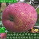 云南昭通冰糖心丑苹果水果甜脆纯天然太阳晒斑现摘 发12斤装