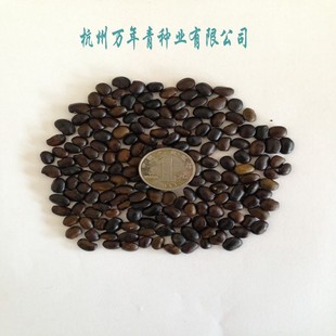 国槐种子白槐树种子细叶槐护房树 家槐种子黄花槐红花槐种子包邮A