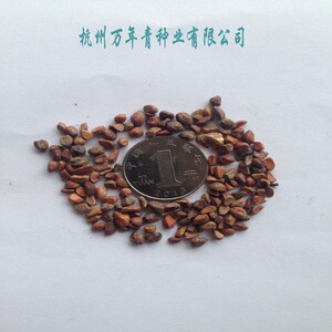 新采收花卉种子藤本黄刺玫红刺玫种子大花黄刺玫种子包邮