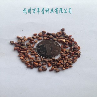 新采收花卉种子藤本黄刺玫红刺玫种子大花黄刺玫种子包邮