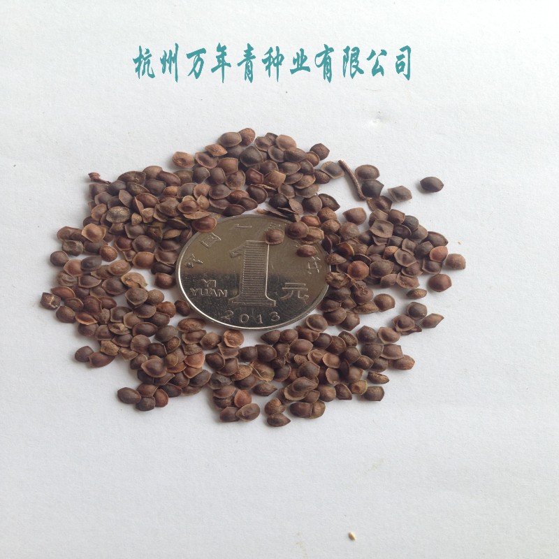 花卉阳台庭院盆栽含羞草种子