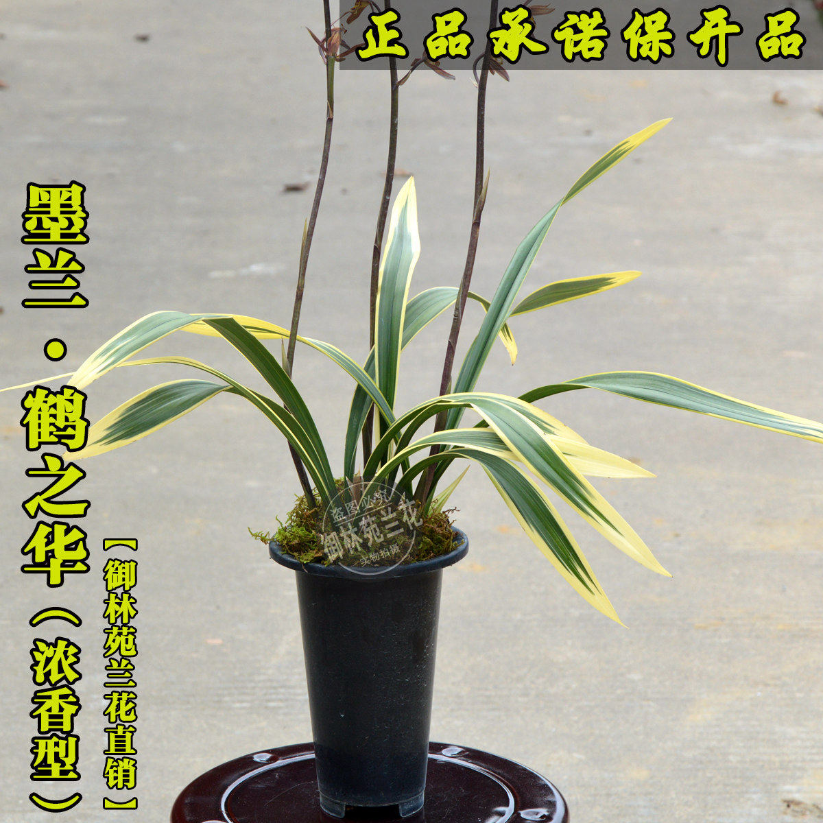 墨兰老品种经典黄金鹤艺鹤之华浓香型花期带花苞包邮四季兰花苗