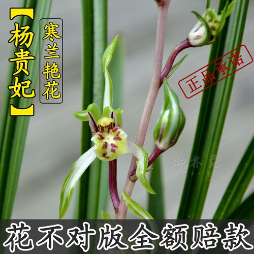 本店最低3苗起拍，凡在本店购买兰单款满3苗以上就送肥料，满5苗以上送营养土，具体活动看描述页。每一颗兰花都来之我们的基地，精选优质粗壮苗发货，价格实惠，薄利多销！