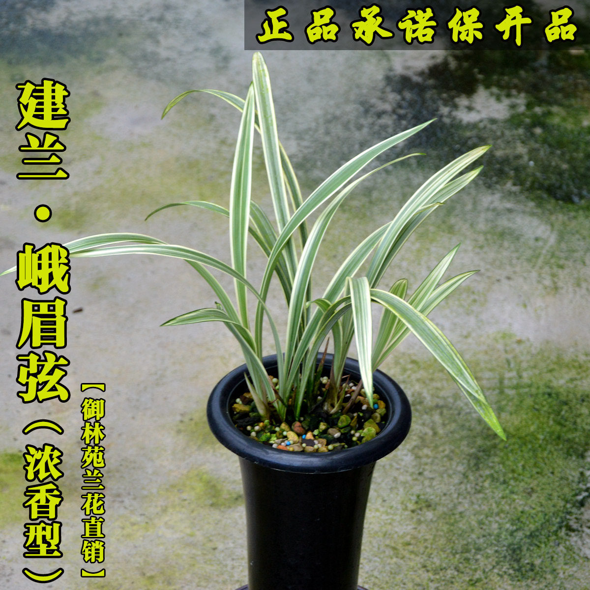 建兰珍品线艺峨眉弦名贵高档叶艺兰花苗四季老品种花期带花苞包邮