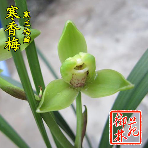 本店最低3苗起拍，凡在本店购买兰单款满3苗以上就送肥料，满5苗以上送营养土，具体活动看描述页。每一颗兰花都来之我们的基地，精选优质粗壮苗发货，价格实惠，薄利多销！