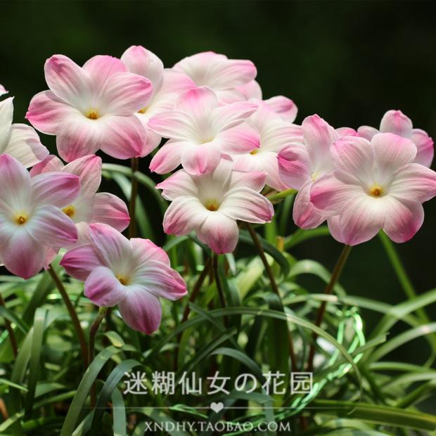 6月初發貨 胖麗麗 Z. Labuffarosa Lily Pies 風雨蘭 多年生耐寒