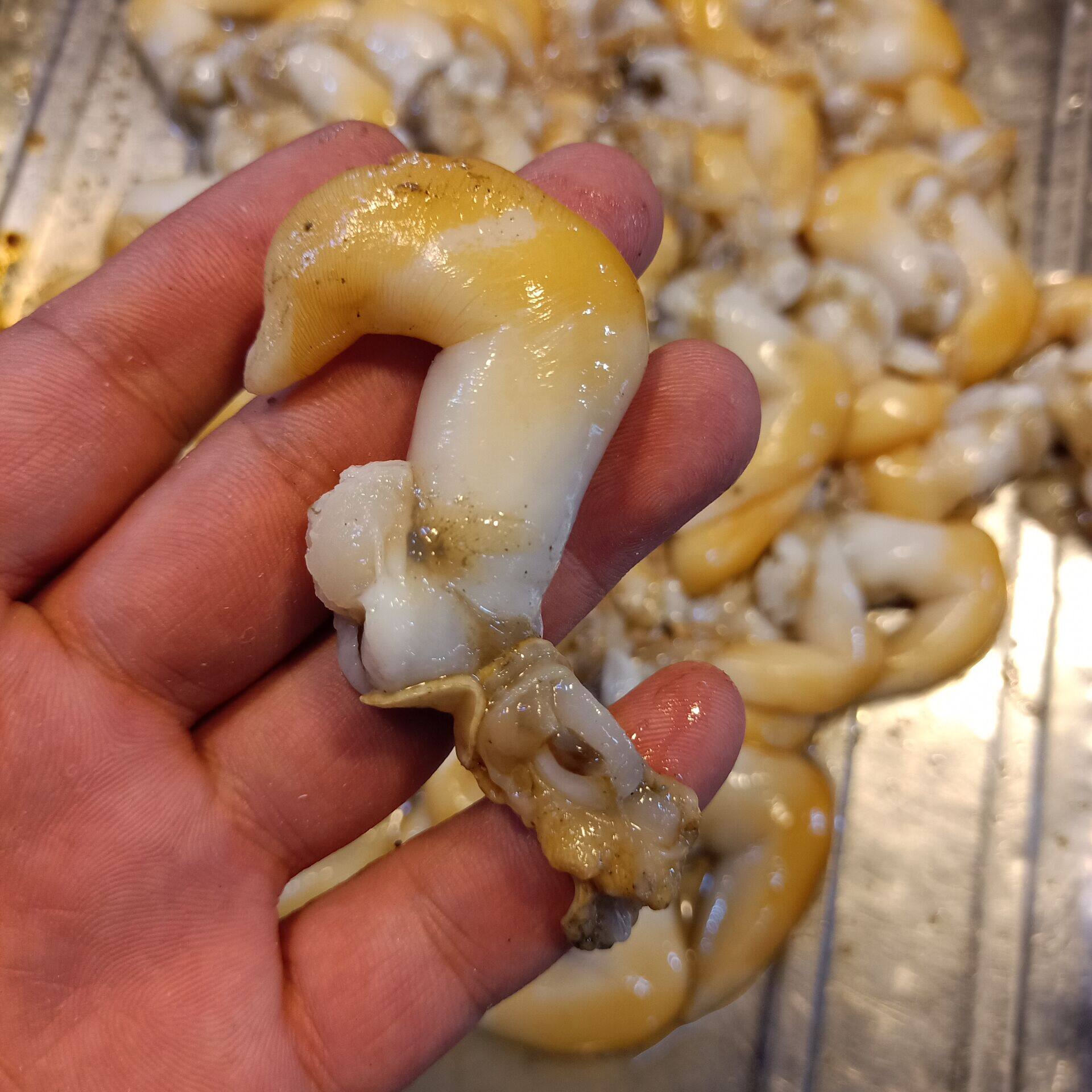 鲜活鸟贝现剥新鲜鸟贝肉500g非带壳鸟贝尖鸟蛤烧烤海鲜火锅食材