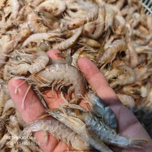 大连本地海捕灯笼虾500g新鲜软壳小海虾青虾非鲜活嘎巴虾味鲜