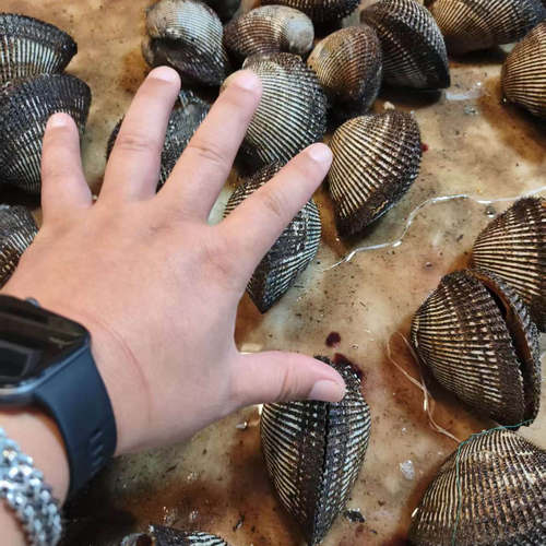鲜活大毛蚶刺身生吃赤贝火锅烧烤