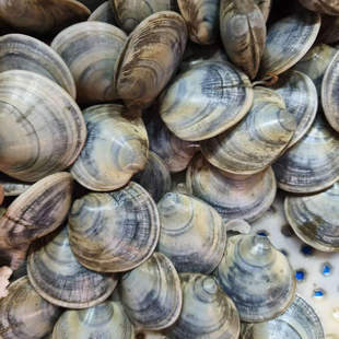 鲜活蛤叉新鲜牛眼蛤蜊庄河特产嘎叉青蛤黑蛤煲汤火锅食材蚬子贝类