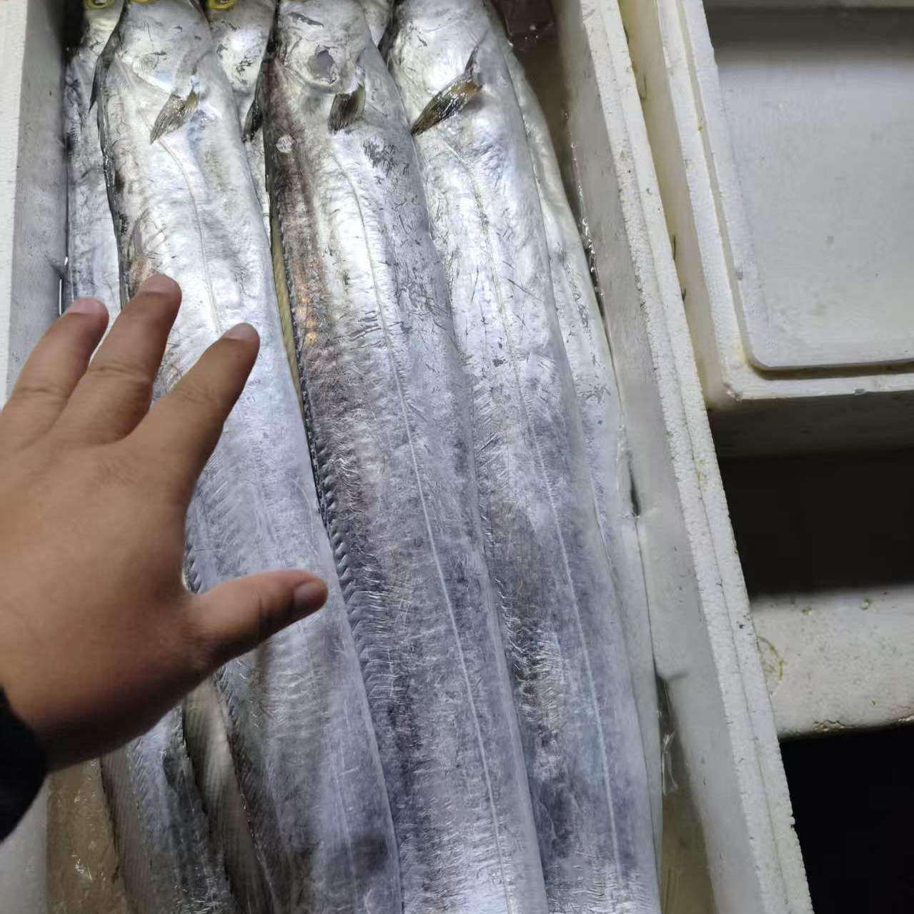 舟山海鲜带鱼宽带鱼肉厚大带鱼2斤/条深海刀鱼油炸香煎带鱼带鱼段