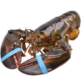 鲜活发货波士顿龙虾1.3-6斤大小龙虾波龙鳌虾澳美洲龙虾海鲜礼盒