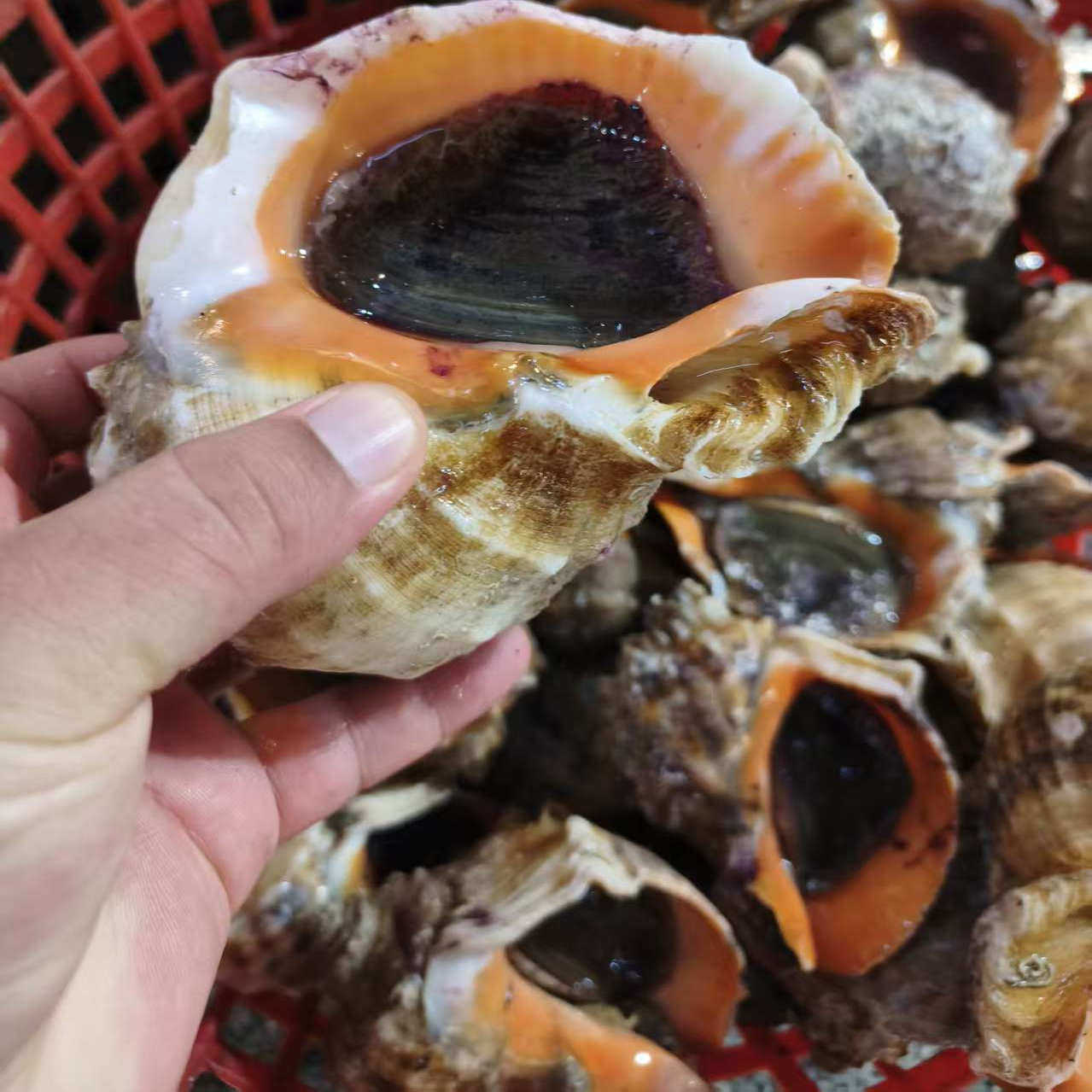 鲜活海螺新鲜大红里螺3-10只/斤大连活海鲜苦螺海螺红顶螺辣螺