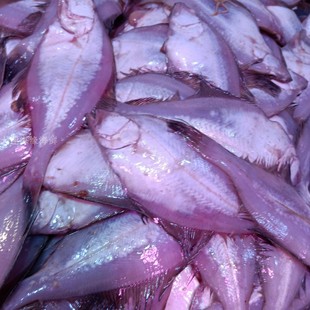 大连海鲜 新鲜偏口鱼3-5条/斤冰鲜小偏口比目鱼干煸 偏口鱼左口鱼