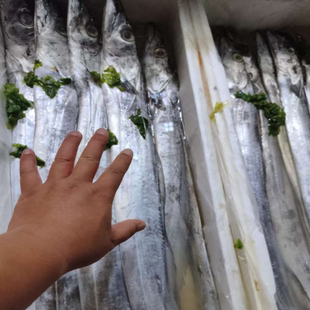 大连新鲜海捕渤海刀鱼带鱼1.5-1.7斤整条小眼油刀鱼深海黑眼带鱼