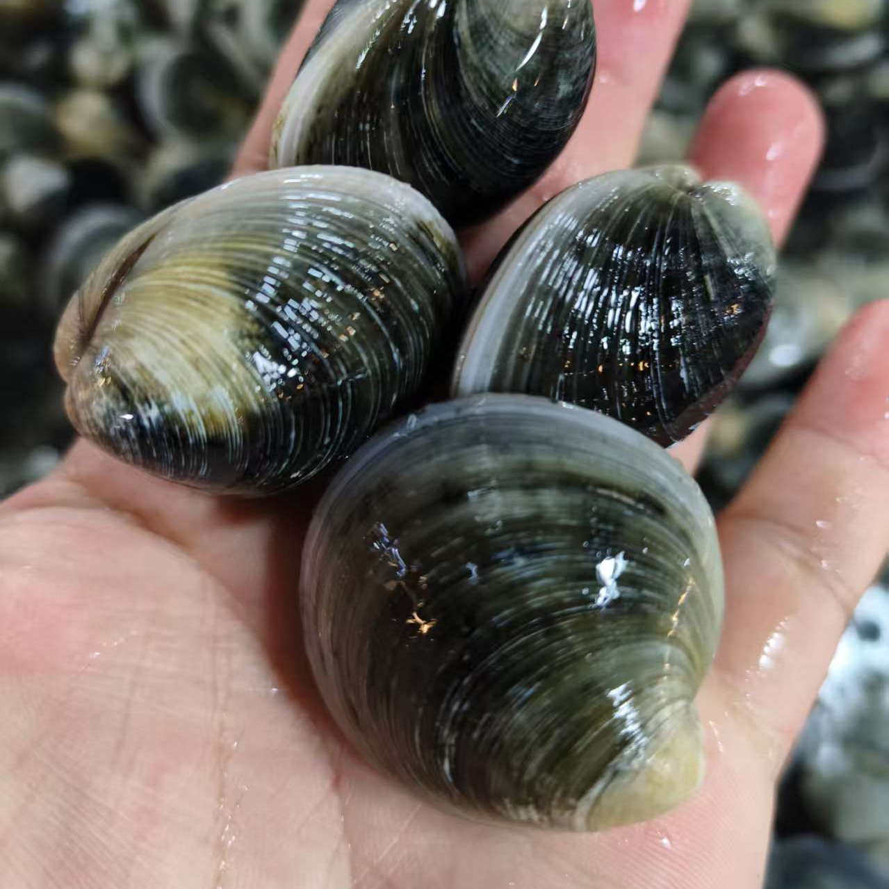 新鲜牛眼蛤蜊500g庄河青蛤黑蛤蛤叉嘎叉赤嘴蛤煲汤食材海蚬子海鲜
