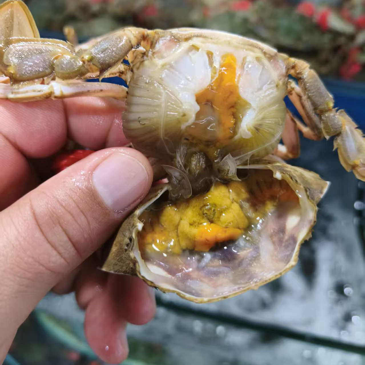 特肥鲜活小花盖蟹5-6只/斤新鲜海蟹青蟹活蟹直发石蟹花蟹大连海鲜