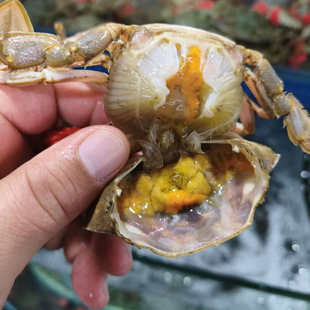 特肥鲜活小花盖蟹5-6只/斤新鲜海蟹青蟹活蟹直发石蟹花蟹大连海鲜