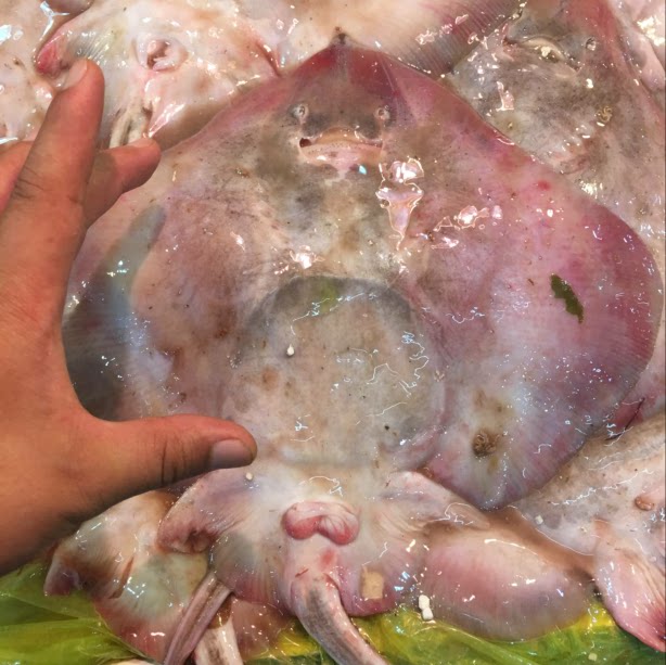 大连海捕新鲜小老板鱼瑶鱼魔鬼鱼老板鱼豆腐海杂鱼杂拌鱼海鲜