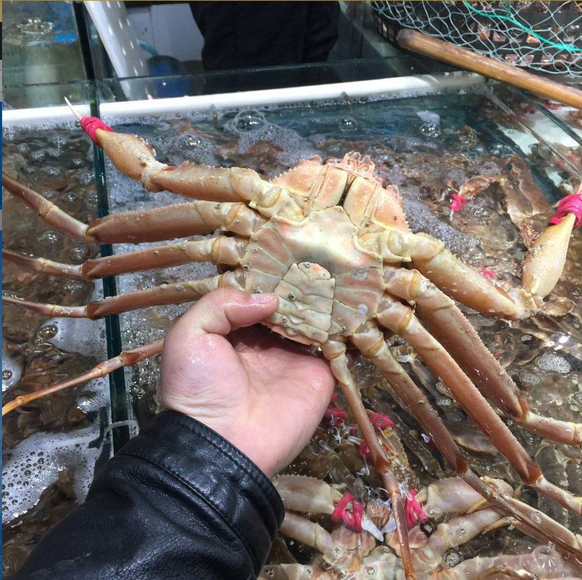 无污染海域野生鲜活大板蟹长脚蟹松叶蟹 鱈蟹新鲜籽蟹 鲜活长腿蟹
