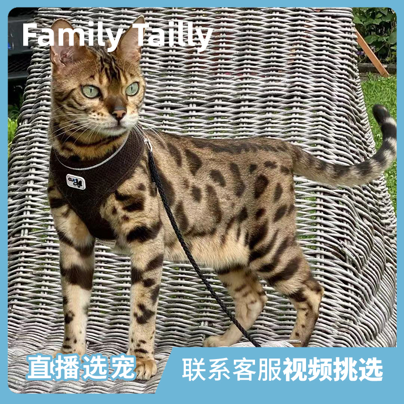 纯种孟加拉豹猫短毛猫幼猫小猫幼崽活物活体宠物猫咪