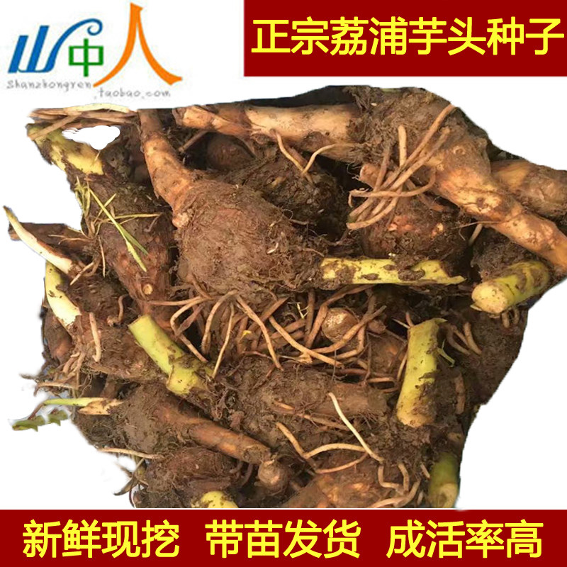 正宗荔浦芋头种子广西桂林荔浦特产槟榔芋新鲜小芋仔香芋种苗包邮
