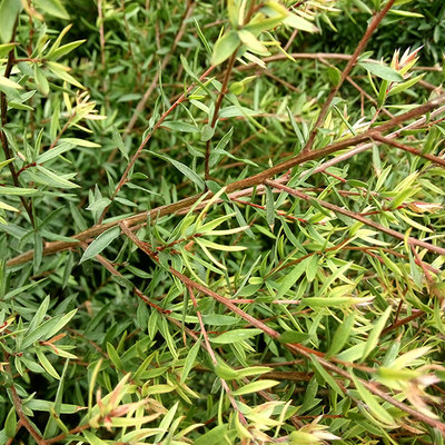 澳洲松红梅500g 鲜枝叶5月始发 生态种植纯露用料 多地包邮
