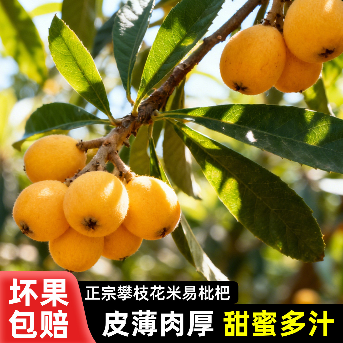 米易早钟枇杷琵琶新鲜水果当季鲜果现摘现发老人小孩孕妇鲜果纯甜