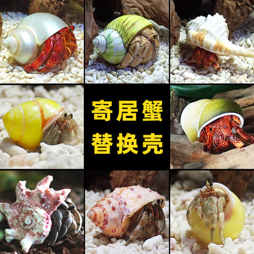 寄居蟹替换壳～房子大号小号天然贝壳海螺壳摆件装饰鱼缸造景备用