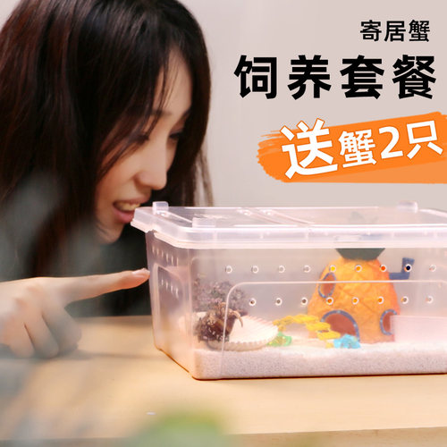 寄居蟹活体饲养盒套餐～饲养套装造景宠物小菠萝套餐儿童礼物