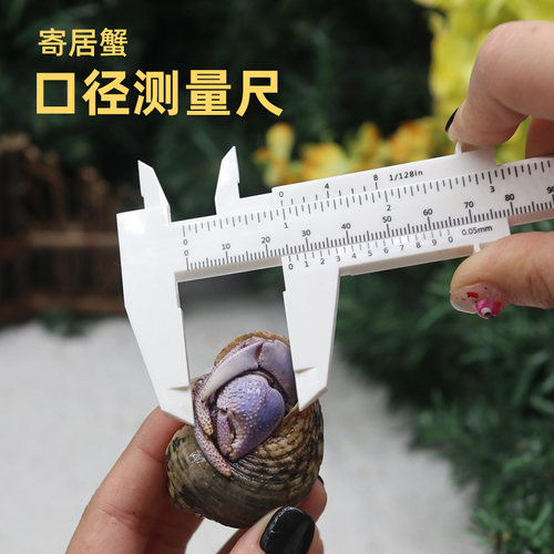 寄居蟹口径测量游标卡尺高精度小型尺不锈钢塑料尺替换壳口径测量