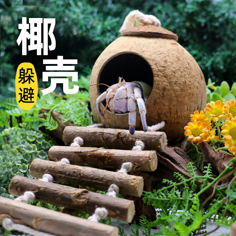 寄居蟹天然椰壳窝合集～带梯小窝躲避造景装饰超大口径自然风造景