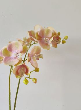 复古蝴蝶兰 兰花仿真花红色粉色绿色假花摆设装饰客厅家居插花