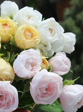 多头泡泡公主玫瑰花仿真小花朵长枝杆假花 仙女小玫瑰淡黄色娟花