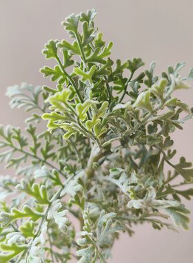 仿真银叶菊 植绒高档叶材 仿真迷迭香 diy仿真花束装饰拍摄道具