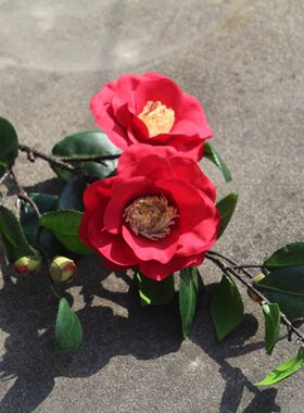 靓插花室内中国茶花枝红色娟1
