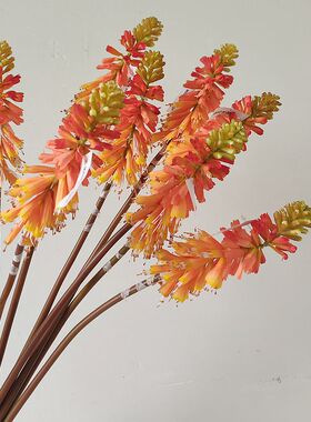 高品质仿真火炬花 小众花材 火把莲 拍摄道具 花艺落地装置设计