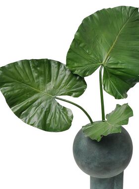 仿真植物海芋大叶子PU